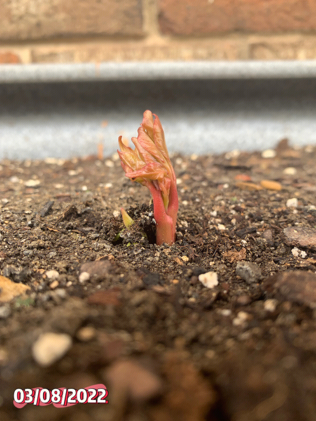 芍药幼苗刚出土图片图片