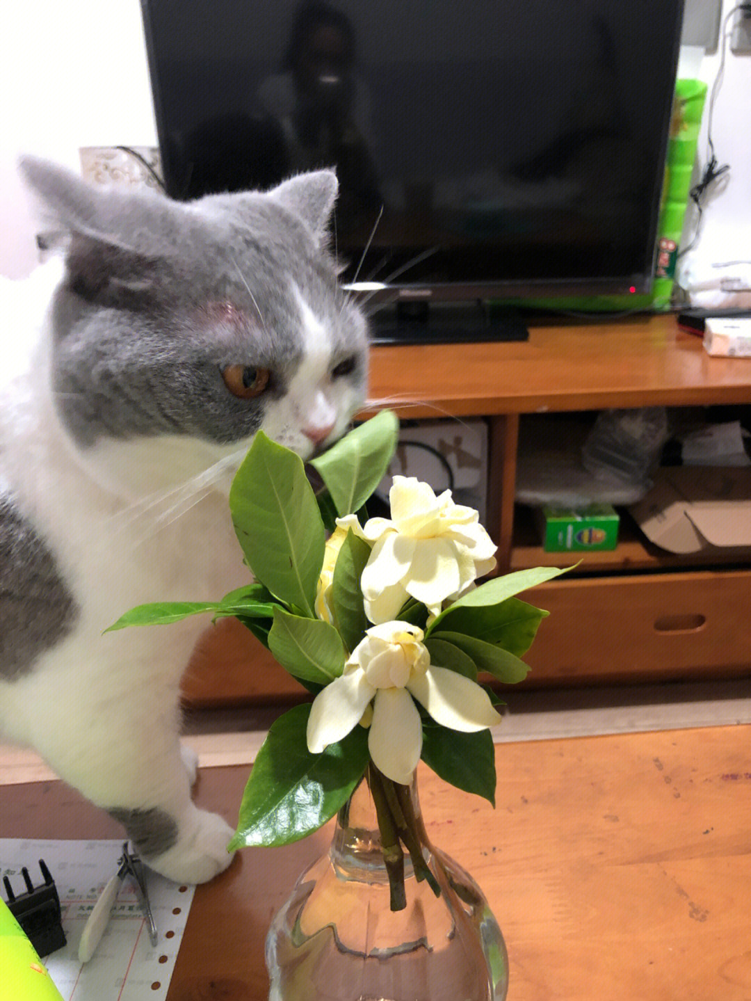 栀子花对猫有毒吗?我的猫在咬叶子了