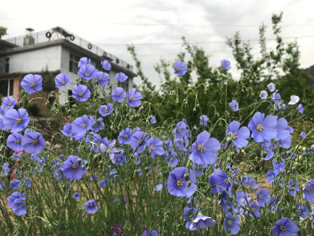 春日的花园播种的蓝花亚麻盛开了