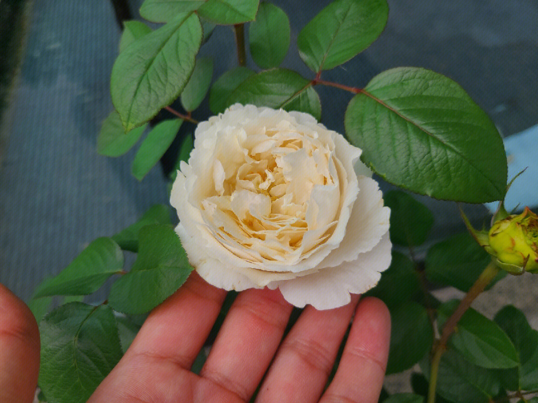 伊芙卡勒姆伊芙皇室婚礼