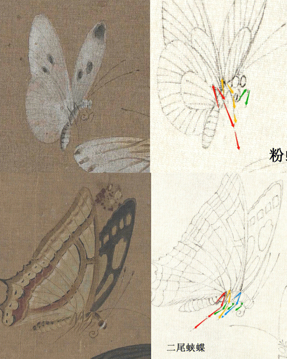 菜粉蝶,金灰蝶,丝带凤蝶采用淡墨勾勒,注意线条要用游丝描,细且有弹性