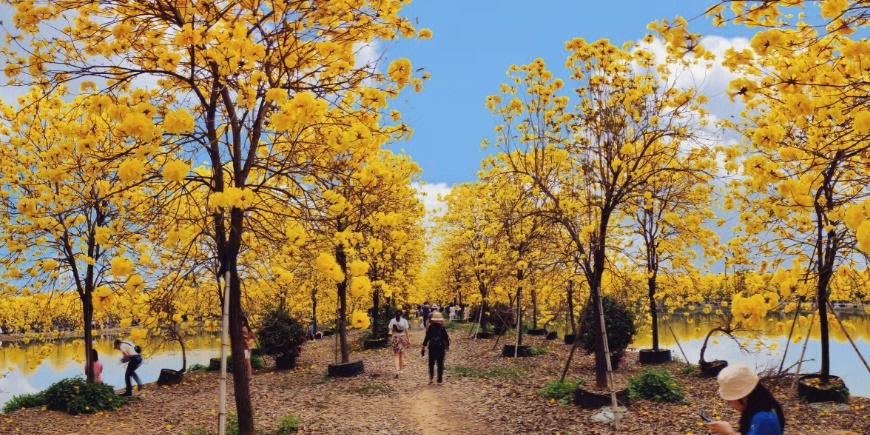 广州周末游佛山三水黄花风铃木