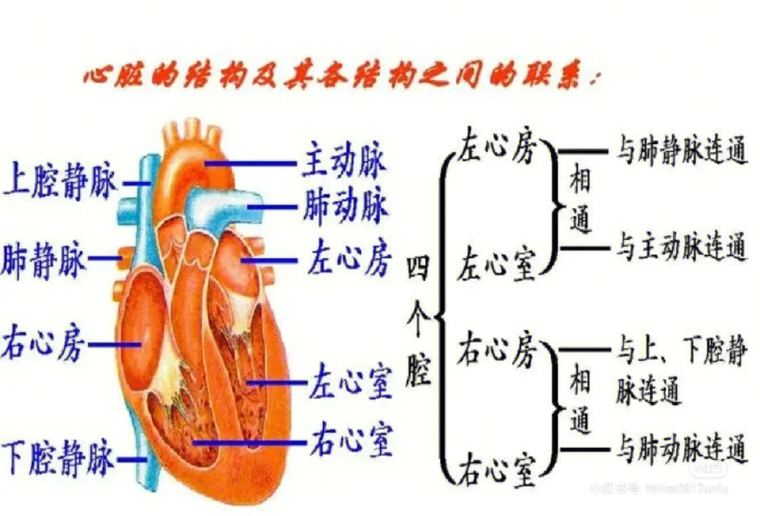 心脏解剖