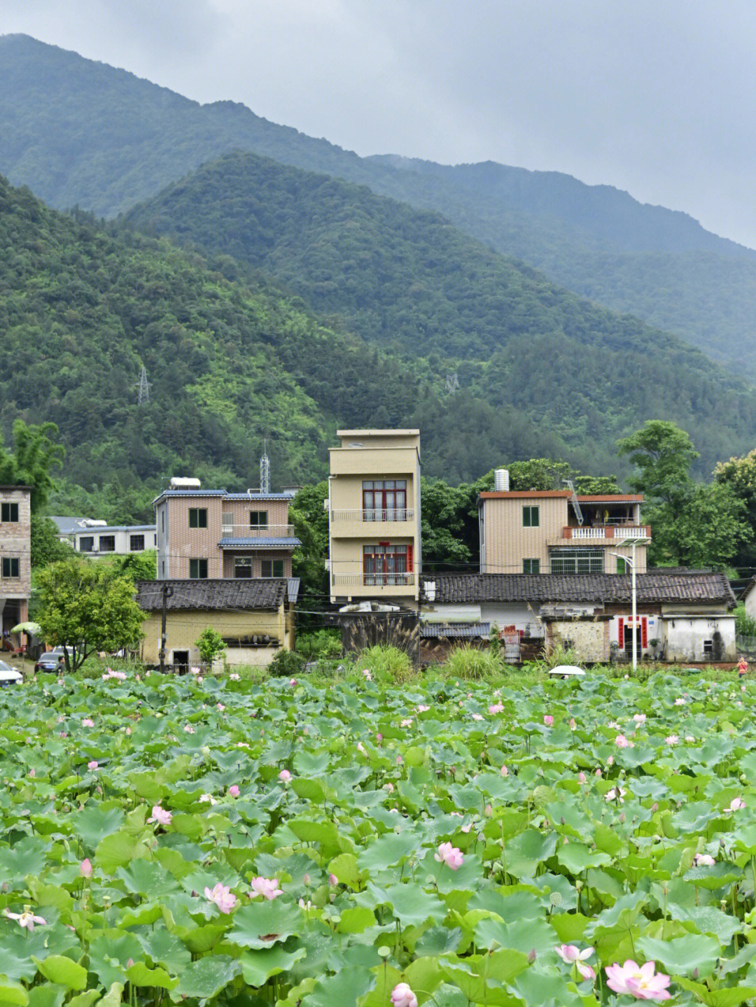 吕田草埔村荷花基地