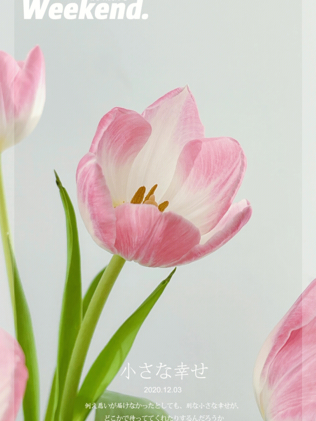 命运女神郁金香花语图片