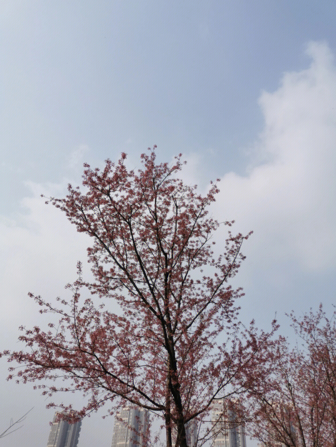 青龙湖的冬樱花