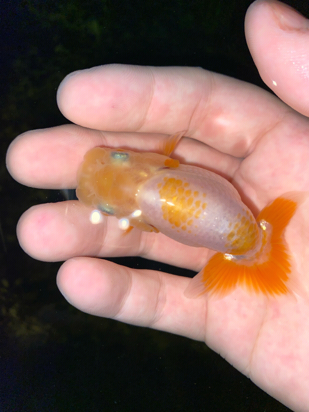 金鱼幼崽图片图片