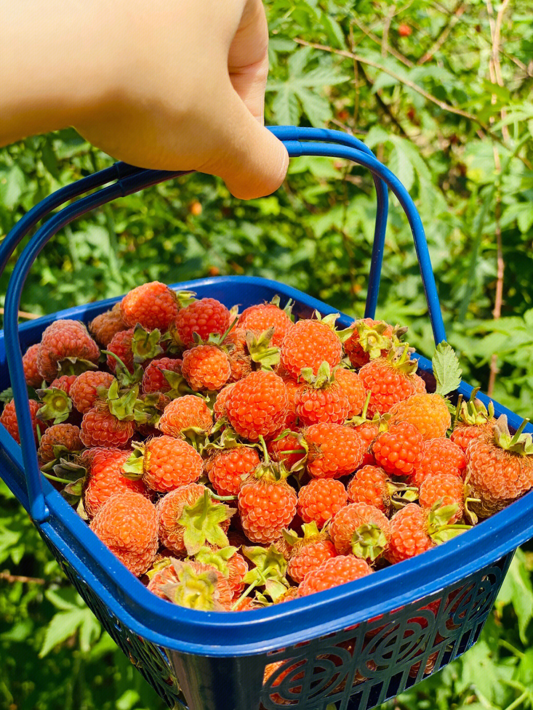 摘树莓覆盆子自由童年的快乐野草莓