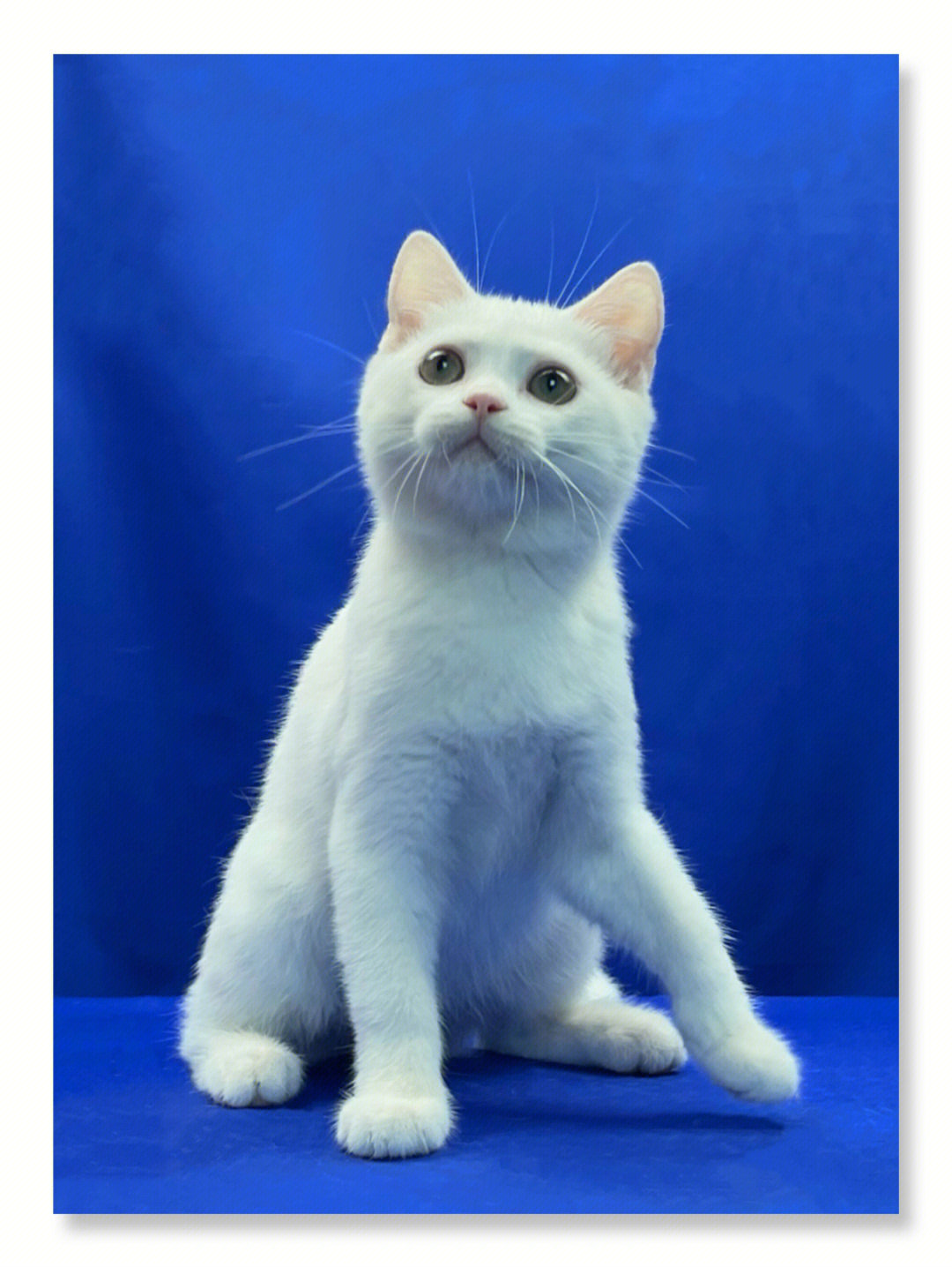 98小猫信息如下品种:英短颜色:纯白性别:弟弟年龄:3个月体重:2