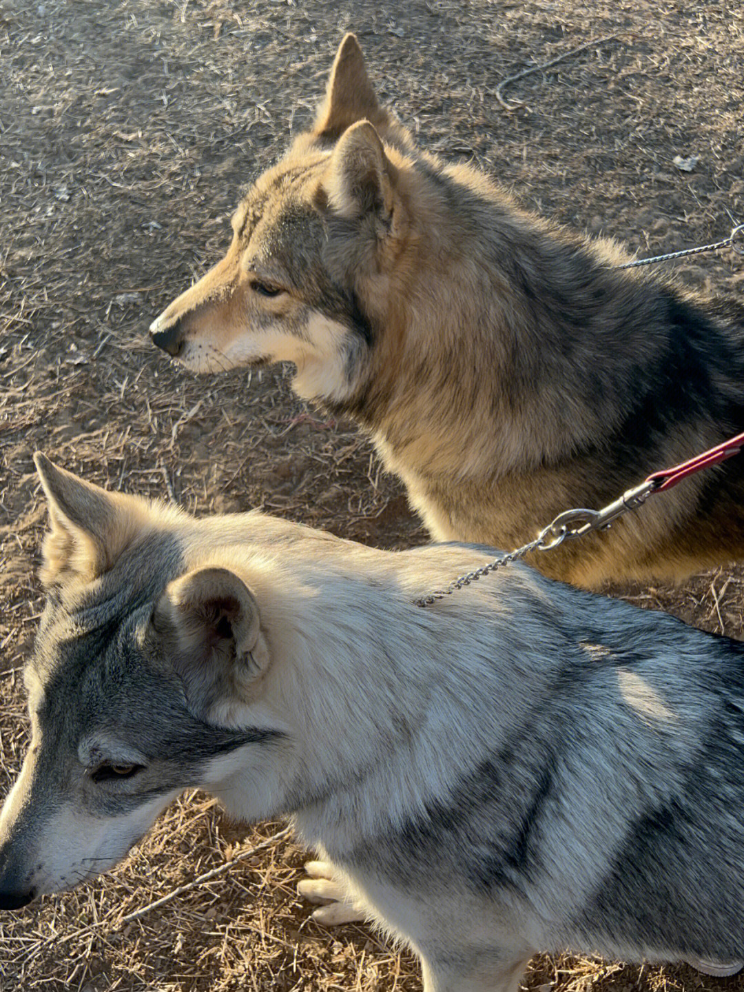 捷克狼犬