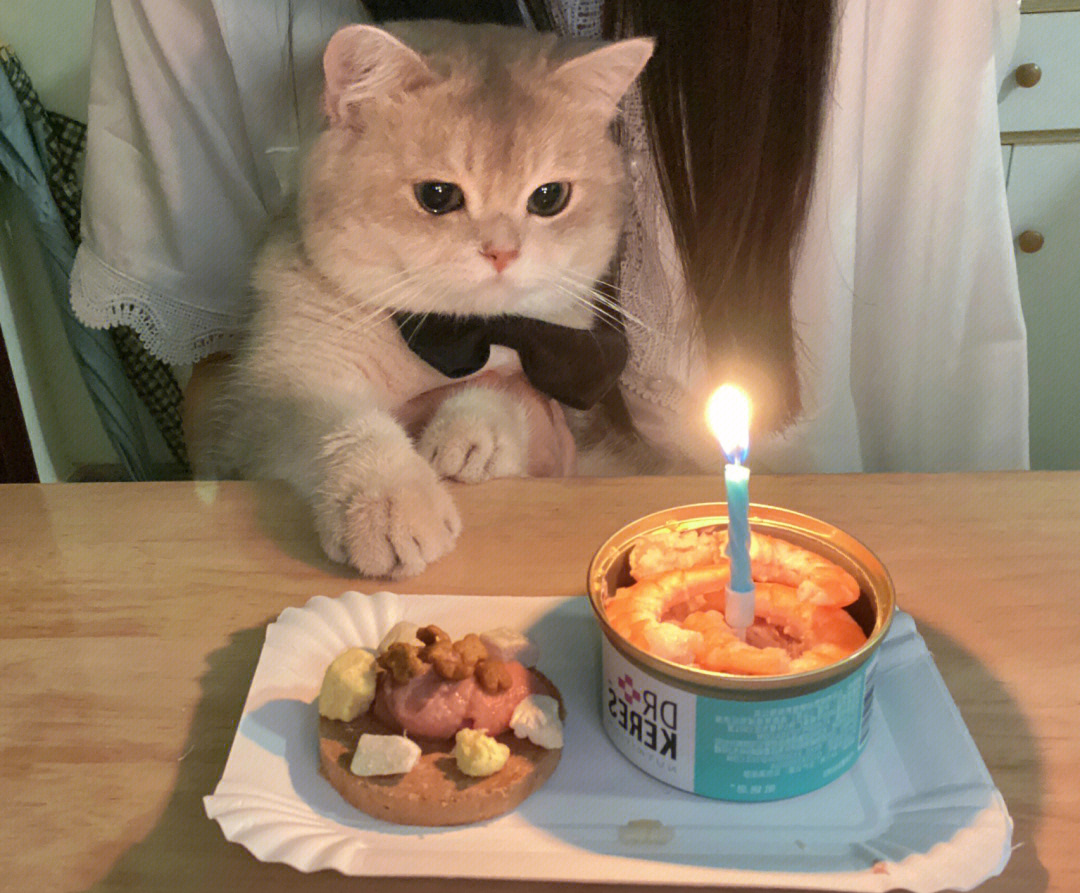 猫猫过生日表情包图片