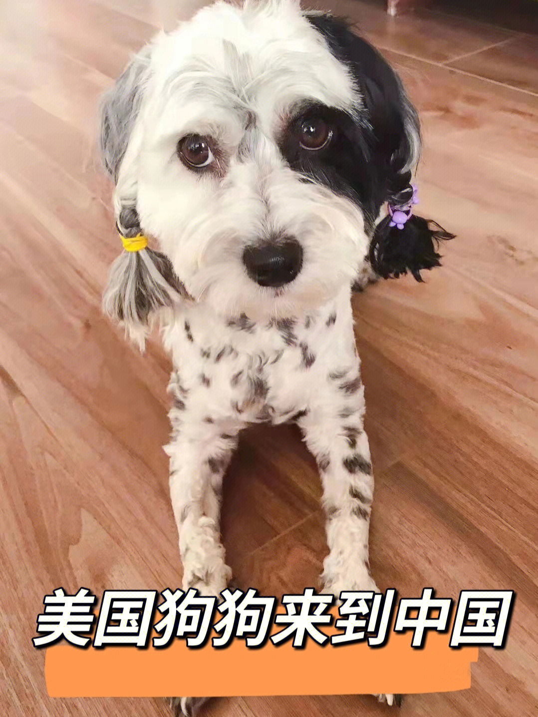 拉萨犬价格图片