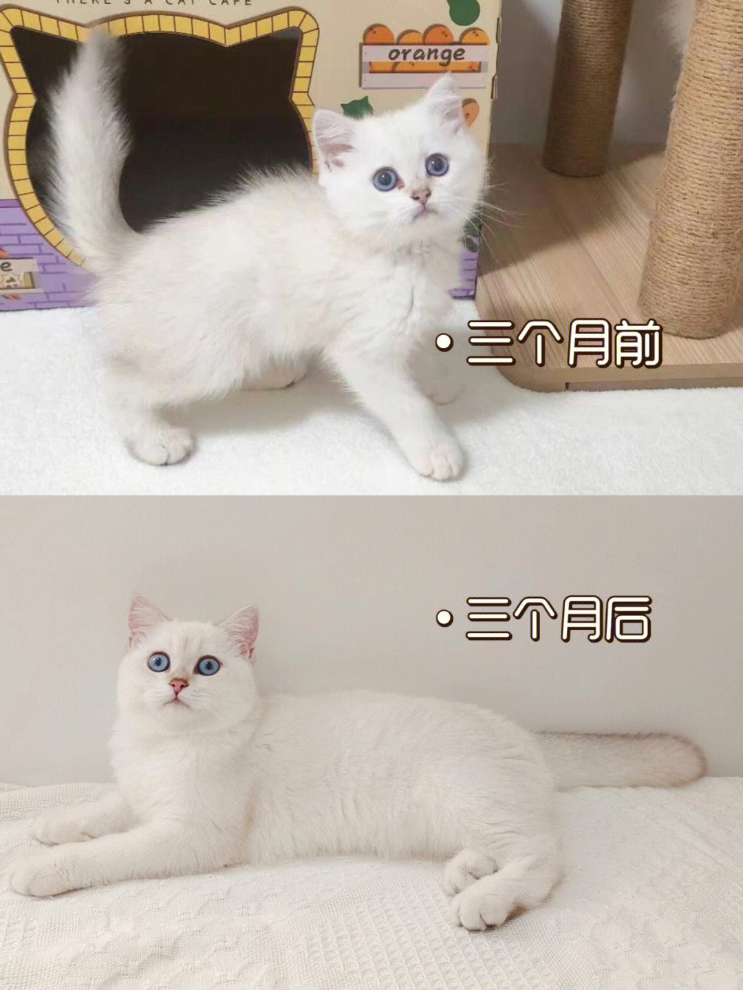 橘猫换胎毛前后对照图片