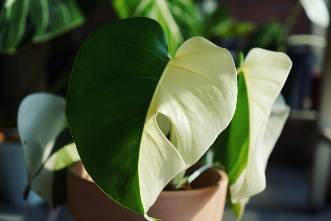 白锦龟背竹#室内植物#绿植#我家的绿植#锦化植物