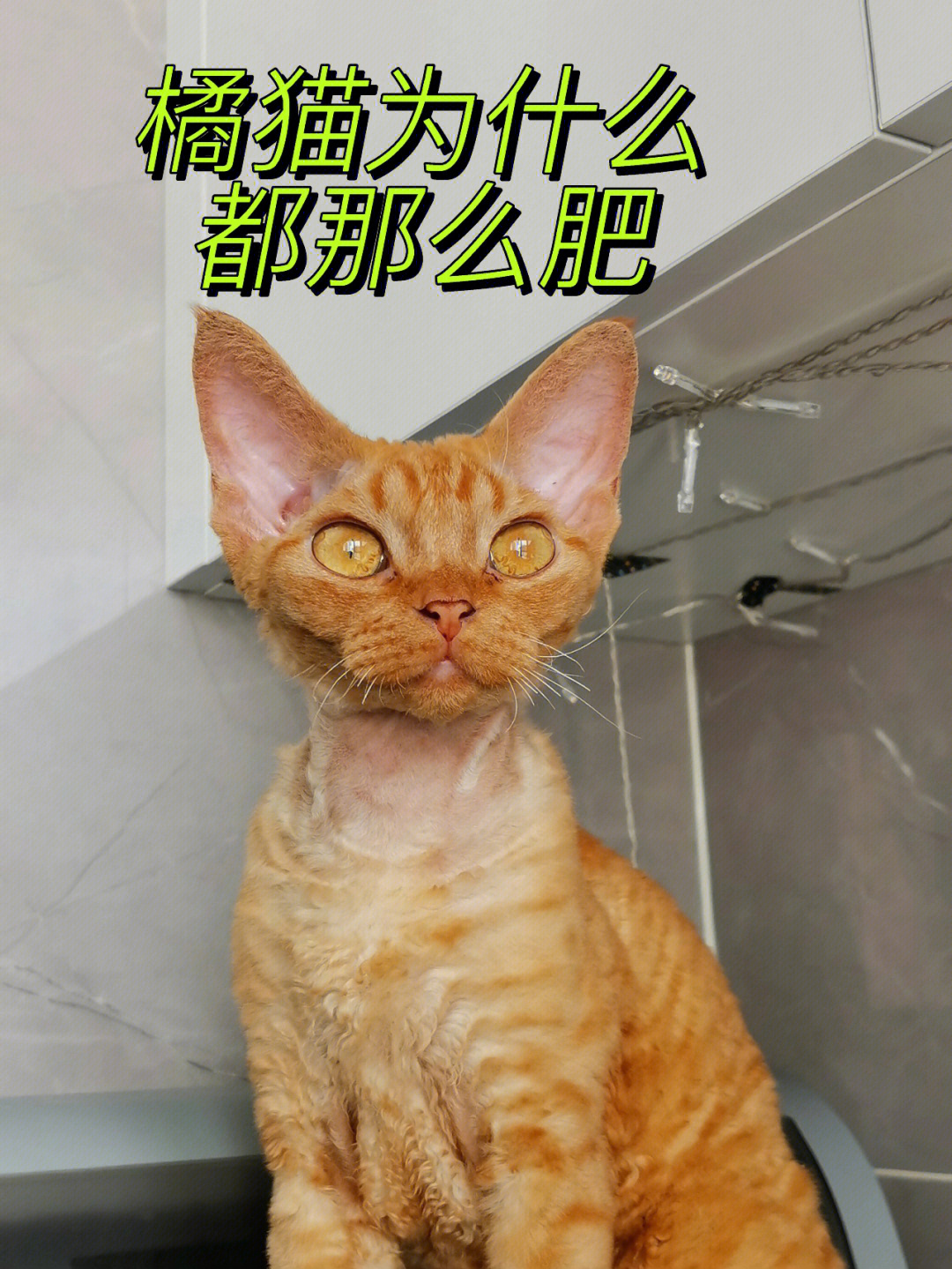 震惊橘猫为什么那么肥真相只有一个