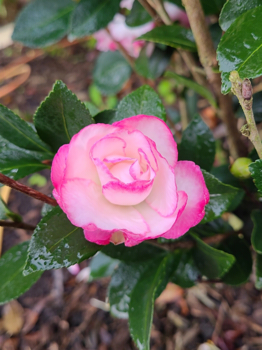 山茶花开camelia