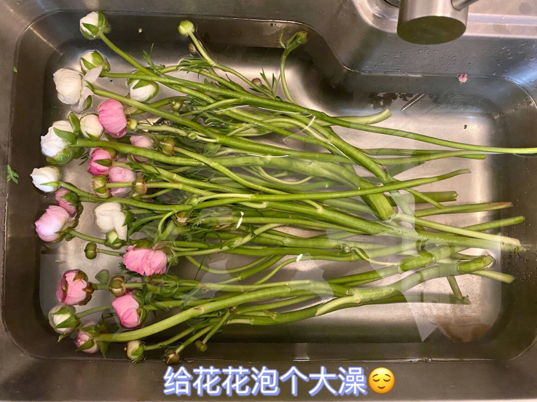 早春鲜花洋牡丹泡澡醒花大法