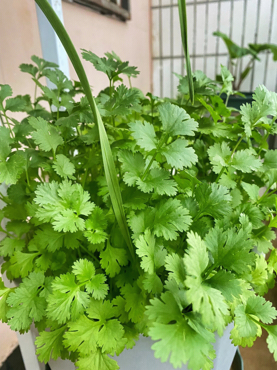 香料区香菜蒜苗小葱小香芹