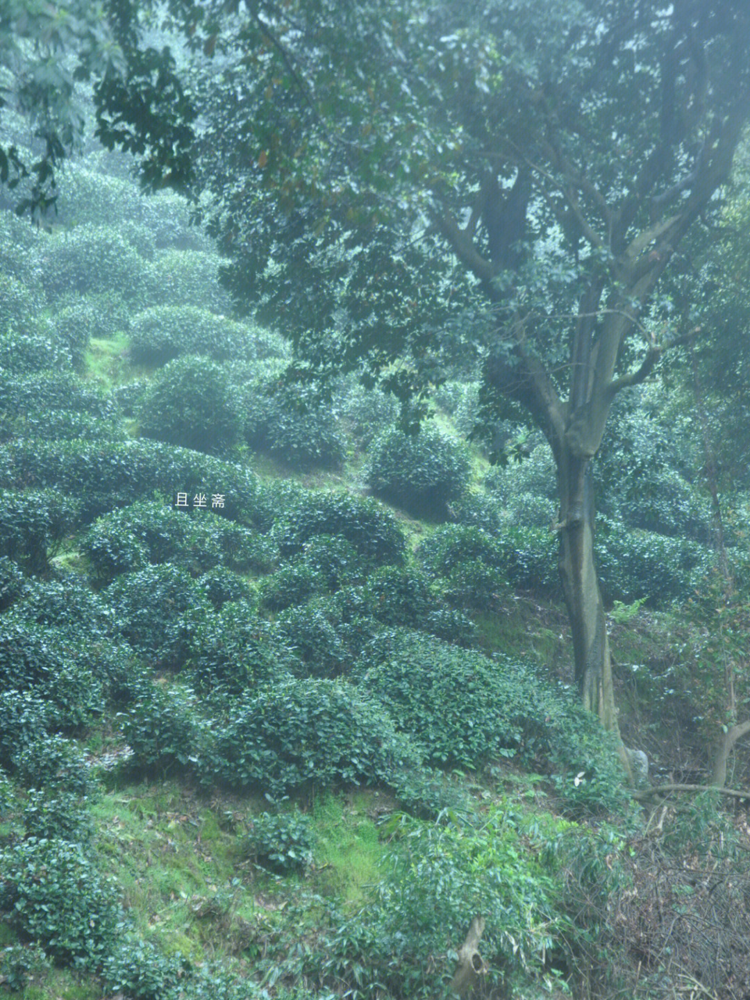 狮峰山顶级龙井图片