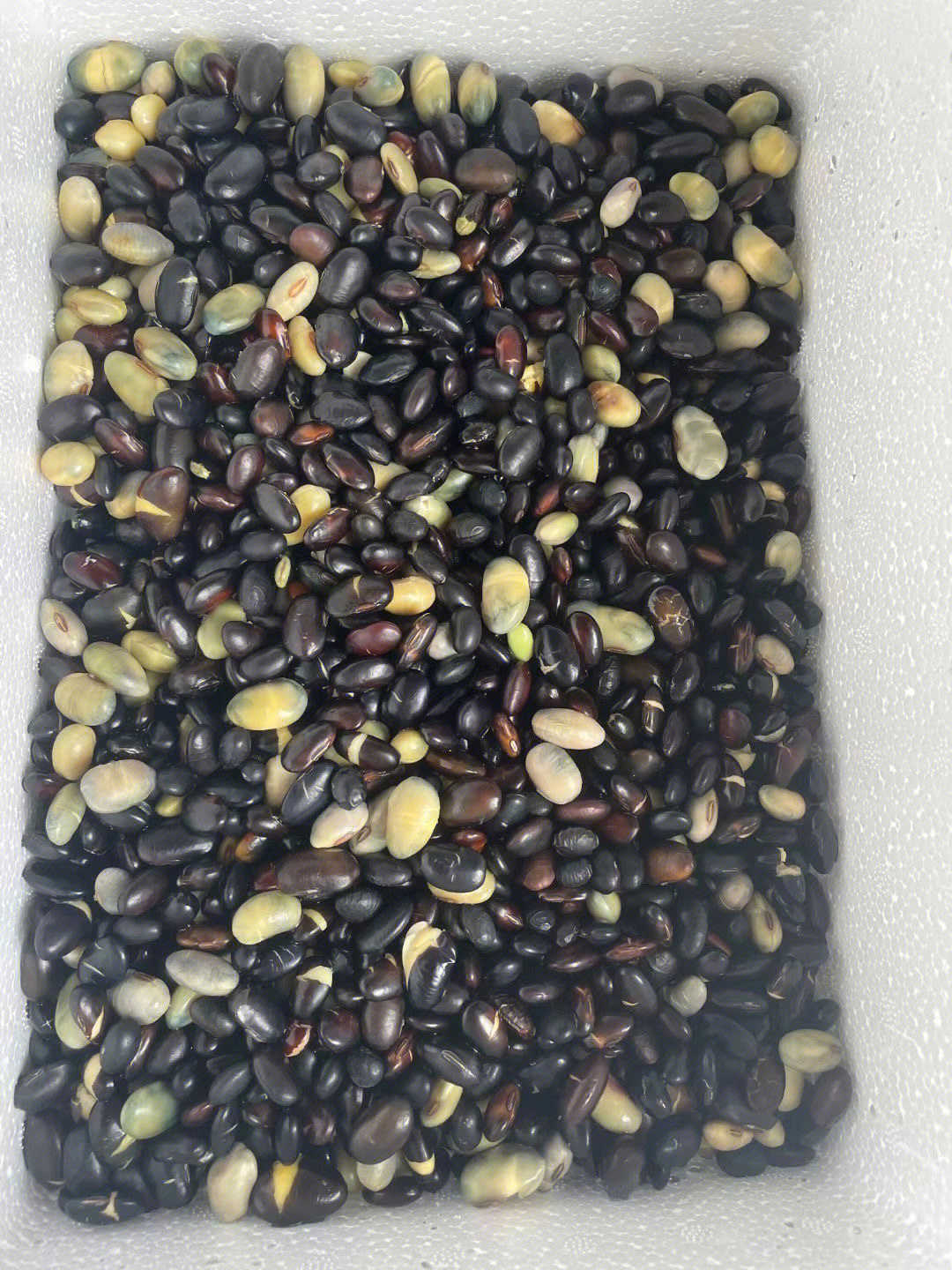黑豆种子发芽过程图片图片