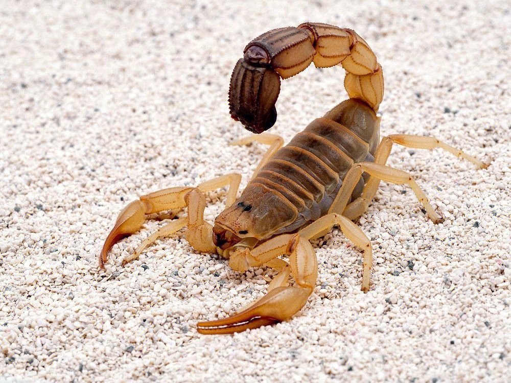 世界上最可爱的蝎子图片
