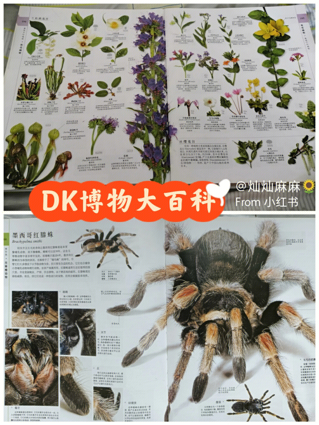 DK博物大百科推荐理由图片