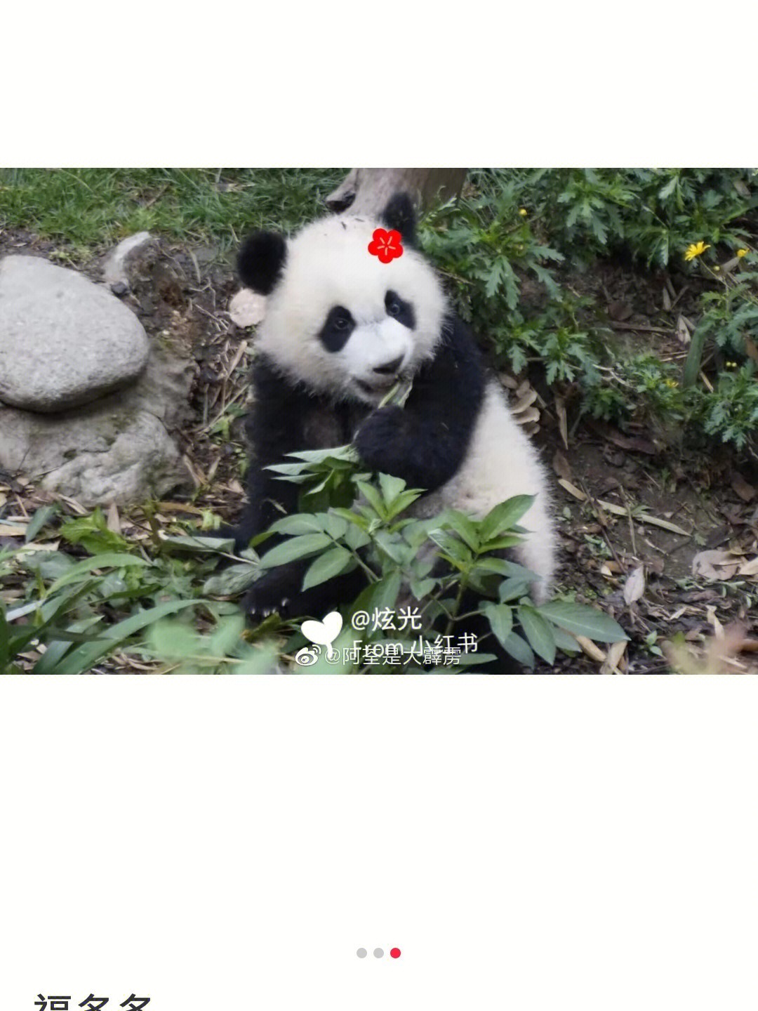 大熊猫福多多超话图片