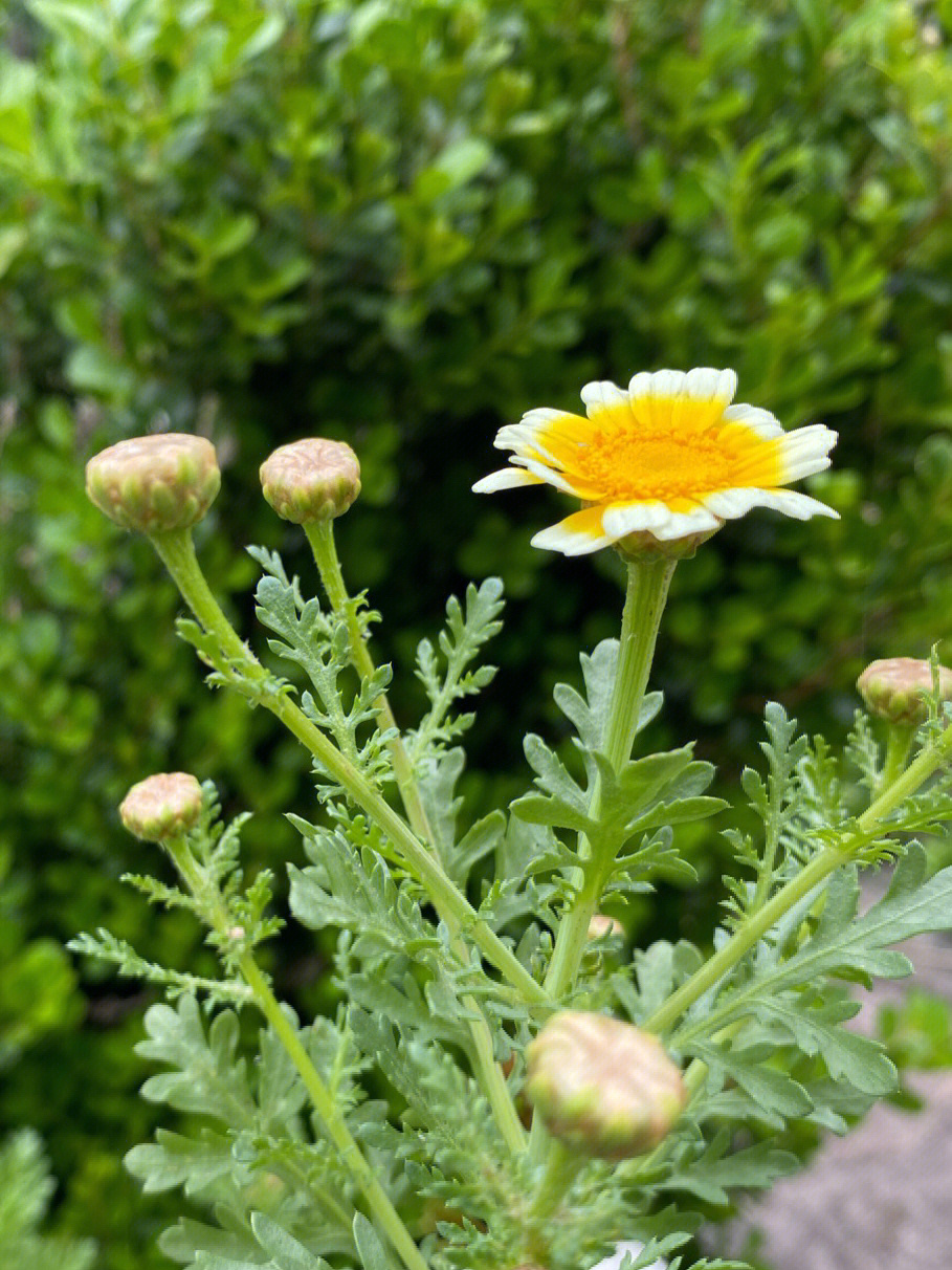 平生第一次养出的茼蒿花 