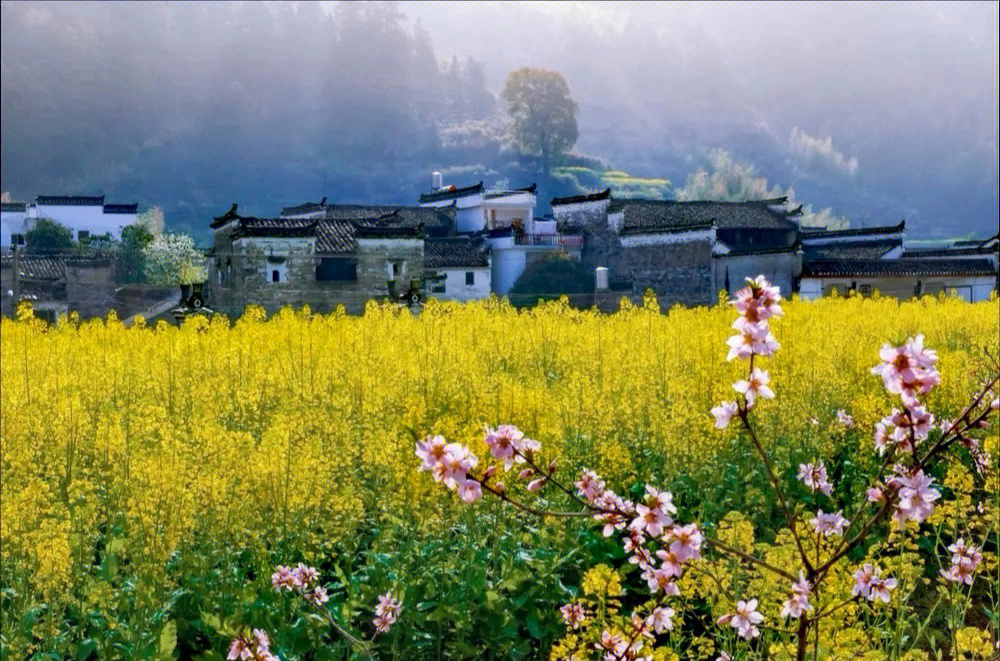 临湘江南油菜花图片