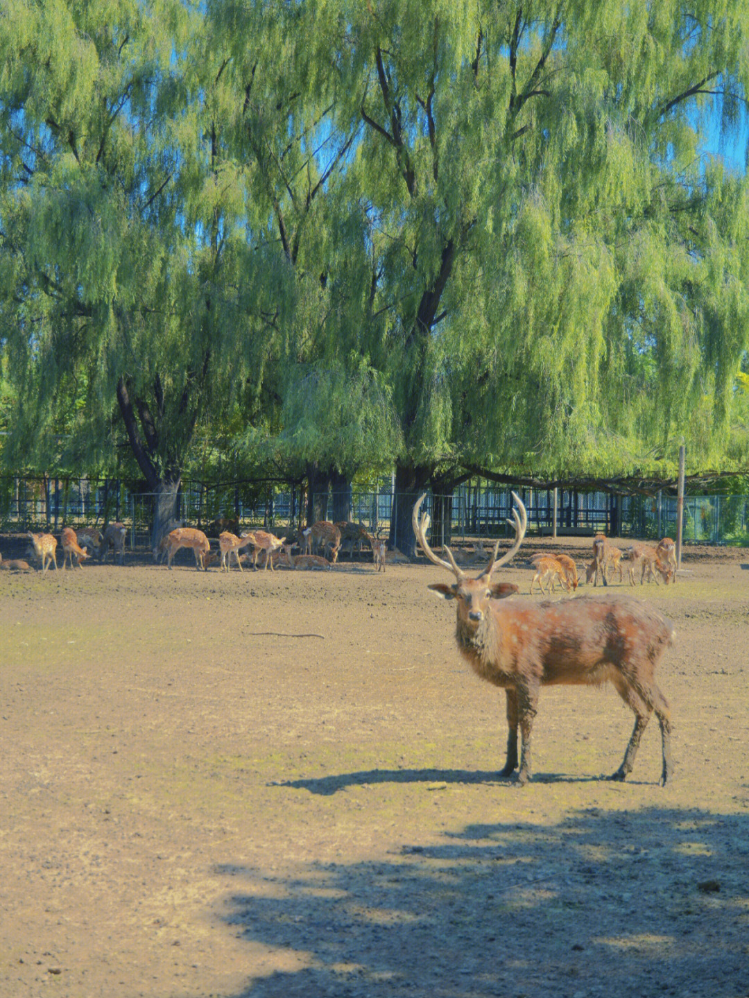 北京南海子公园麋鹿苑图片