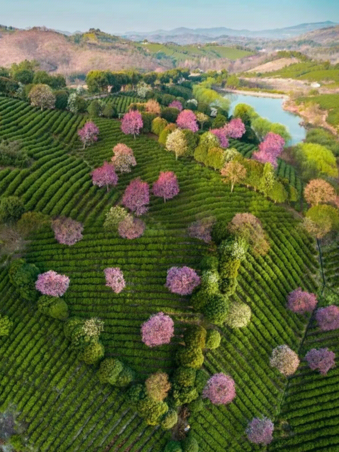 溧阳樱花农业生态园图片