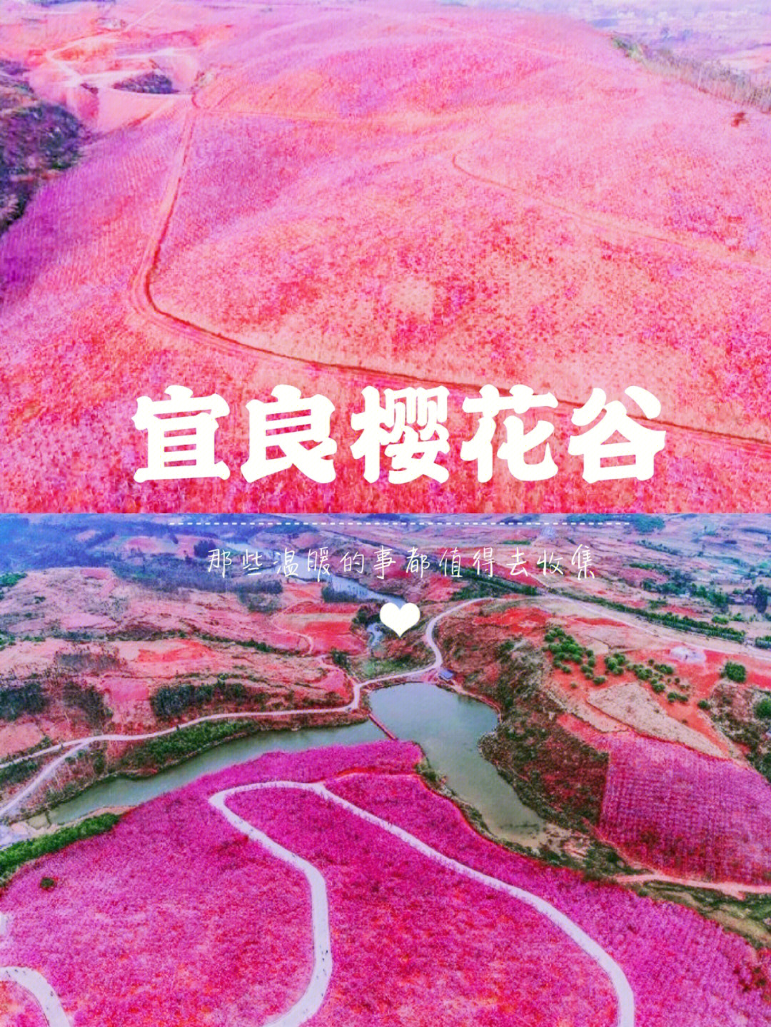 平舆县樱花梦谷图片