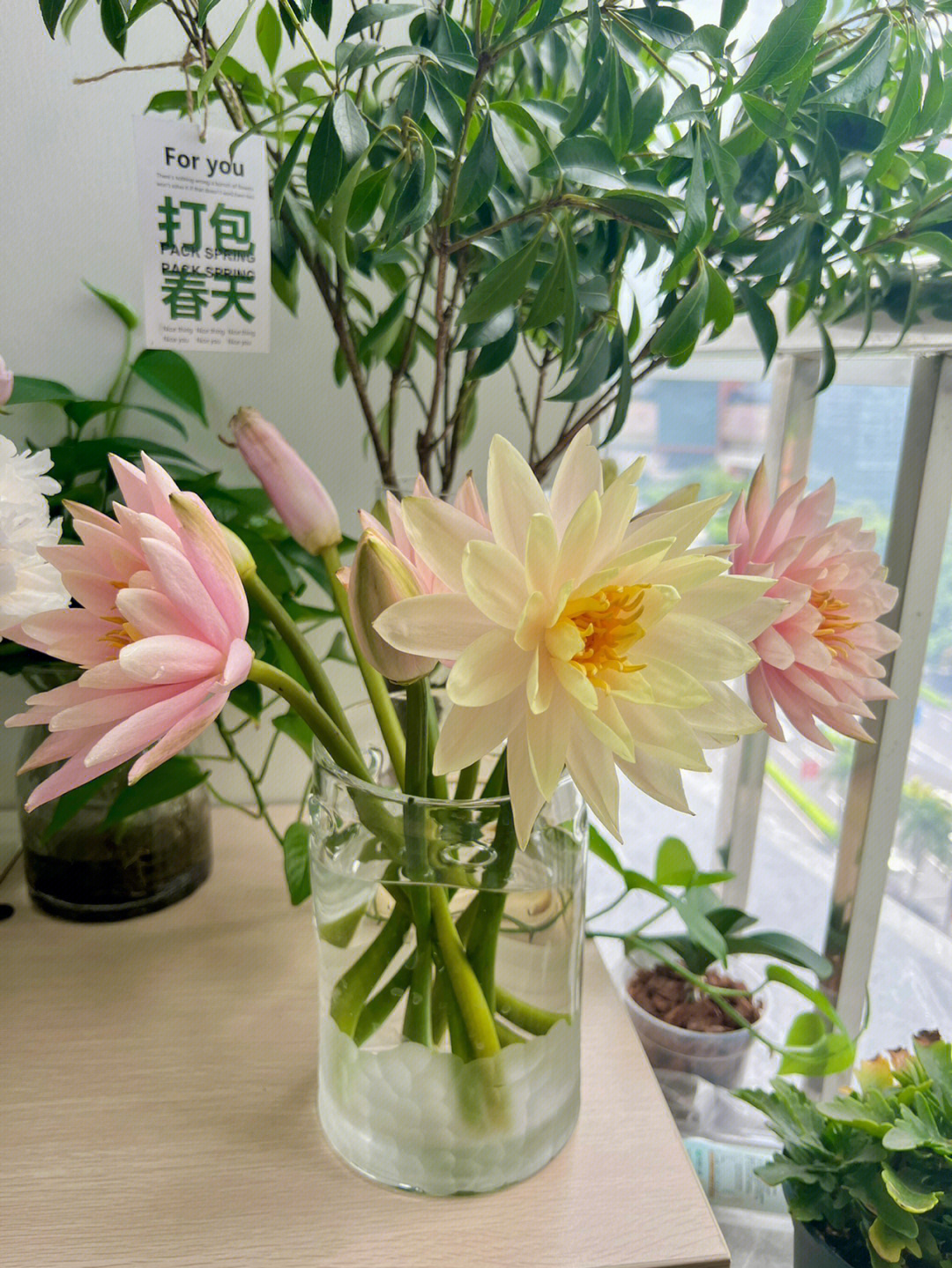 香槟睡莲花语图片