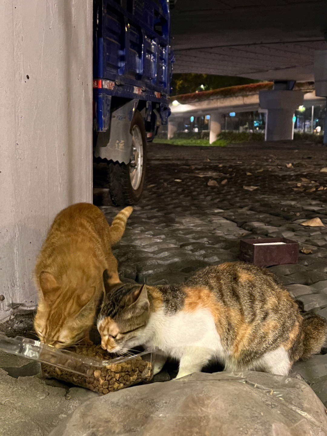 广州流浪猫收养中心图片