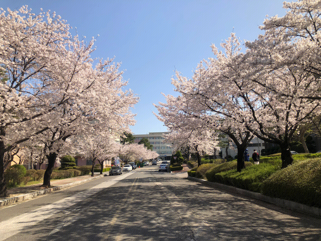 韩国校园的樱花