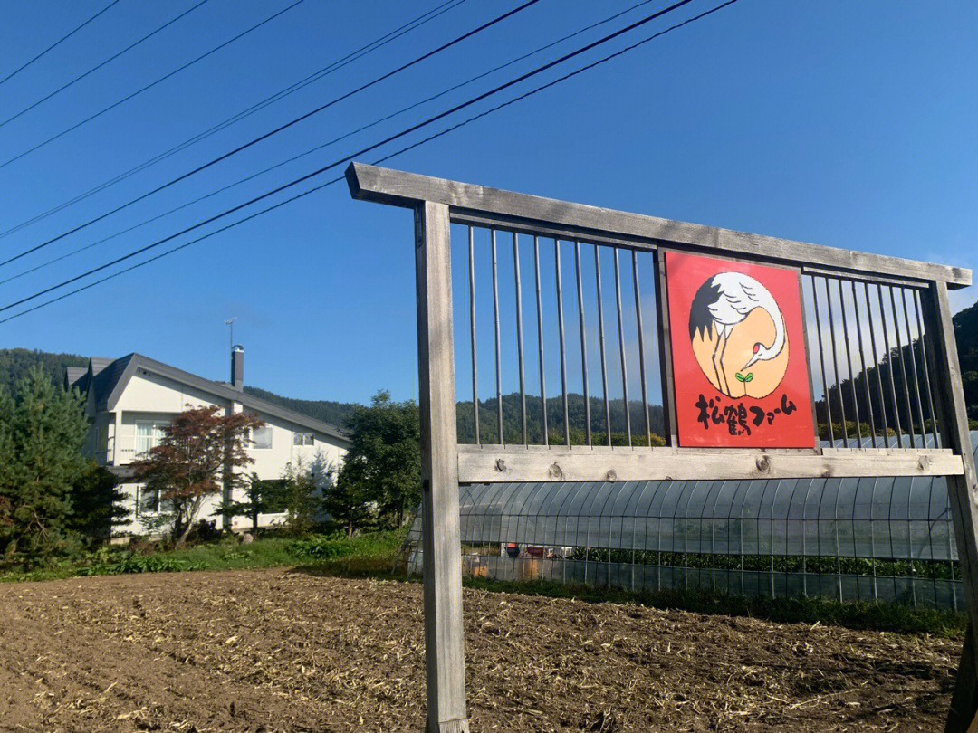 富良野农场第一天小番茄剪枝和收获南瓜