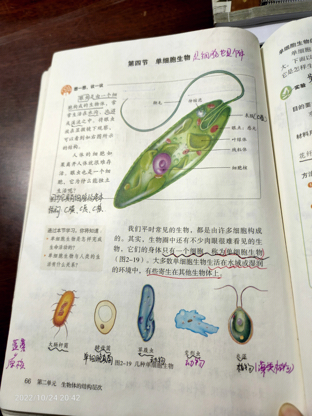 单细胞生物手抄报图片