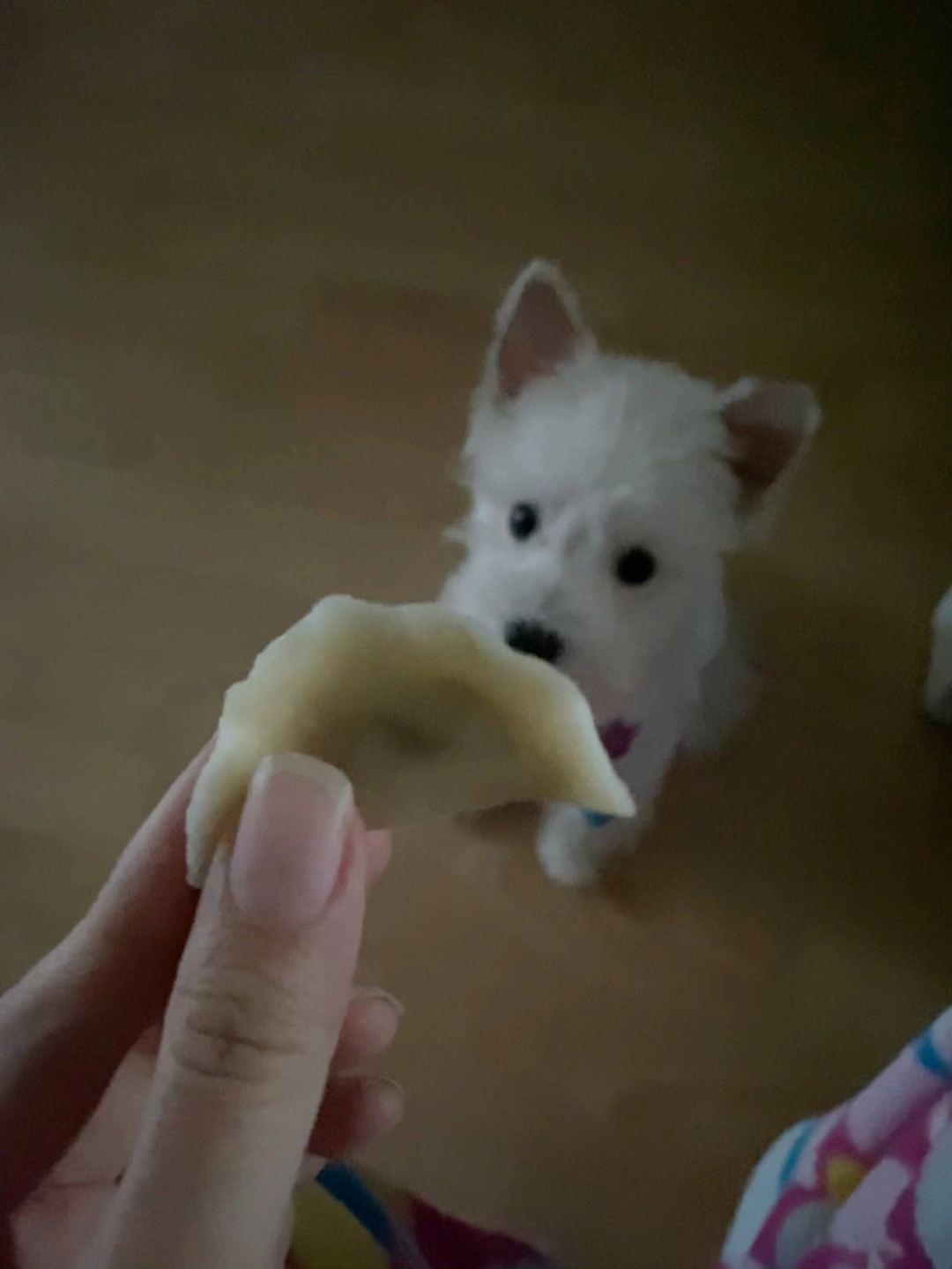 小狗狗冬至也要吃饺子