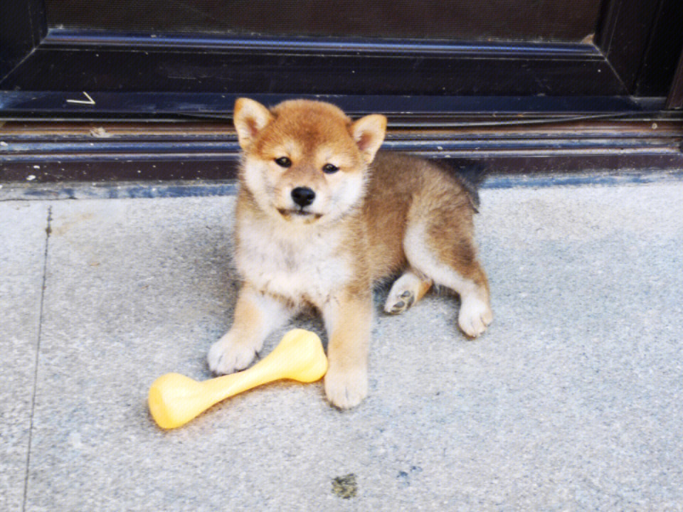 柴犬小宝的照片一次出图片