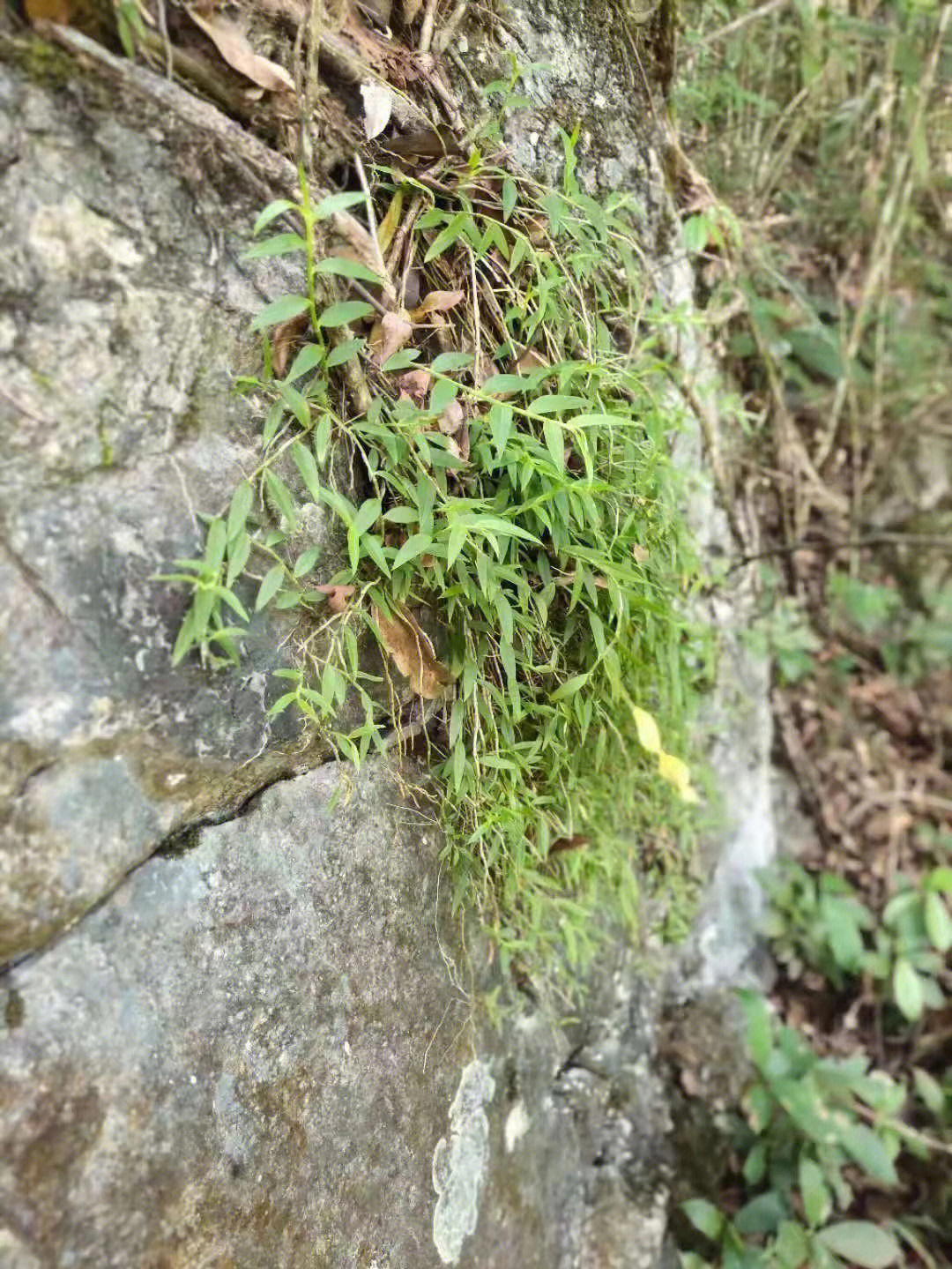 也叫美花石斛,万丈须,小环草 小黄草,为兰科植物环草石斛的茎.