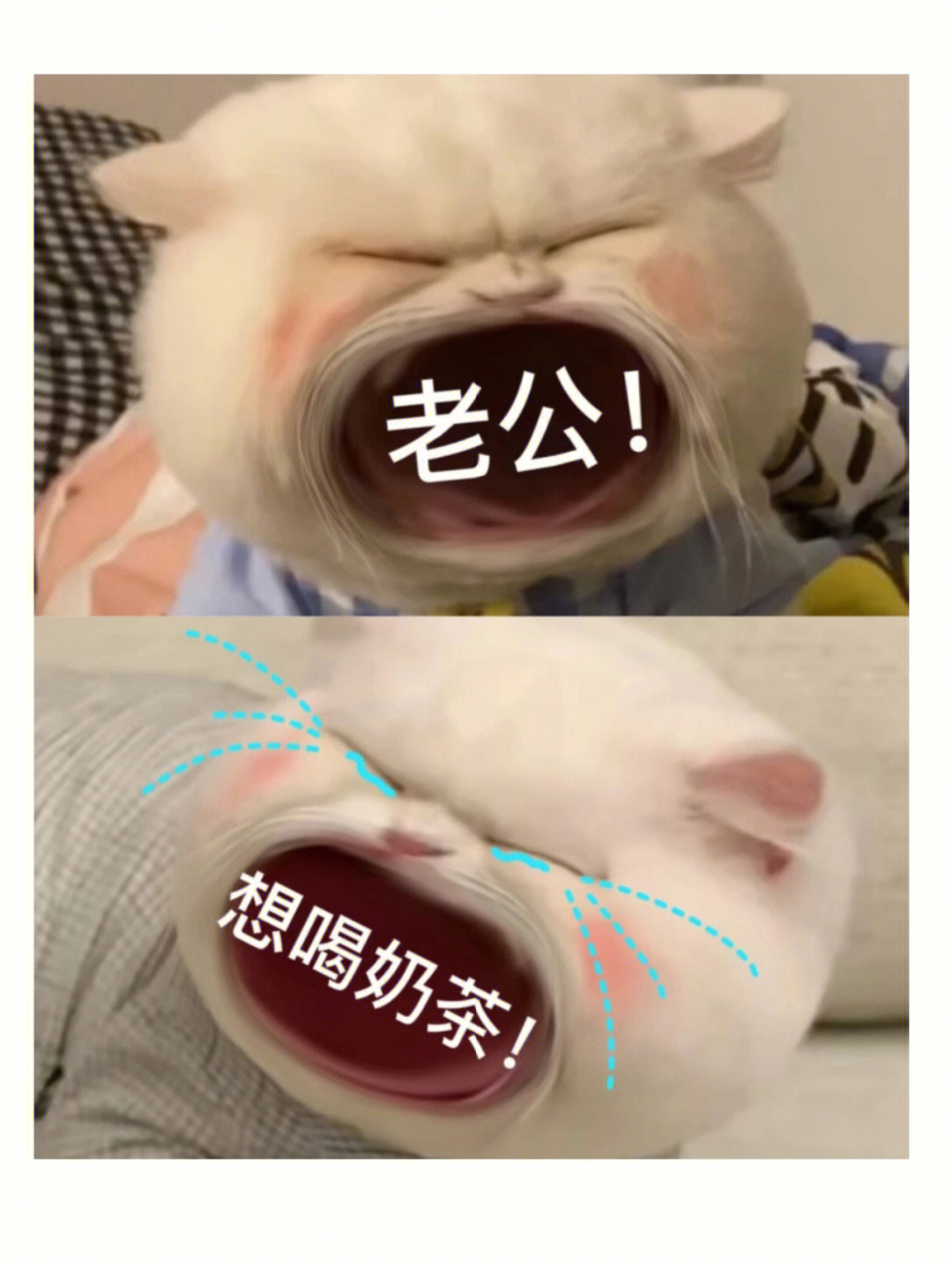 女朋友也可以用的表情包