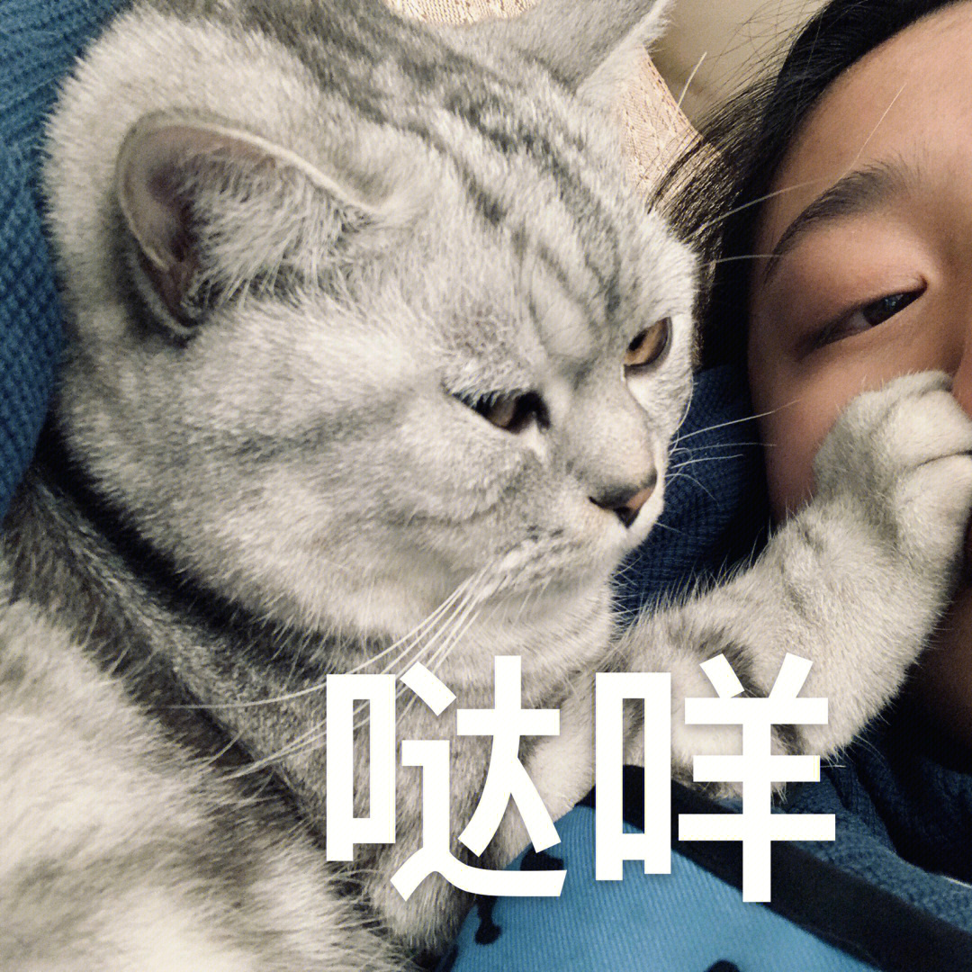 猫咪打咩表情包图片