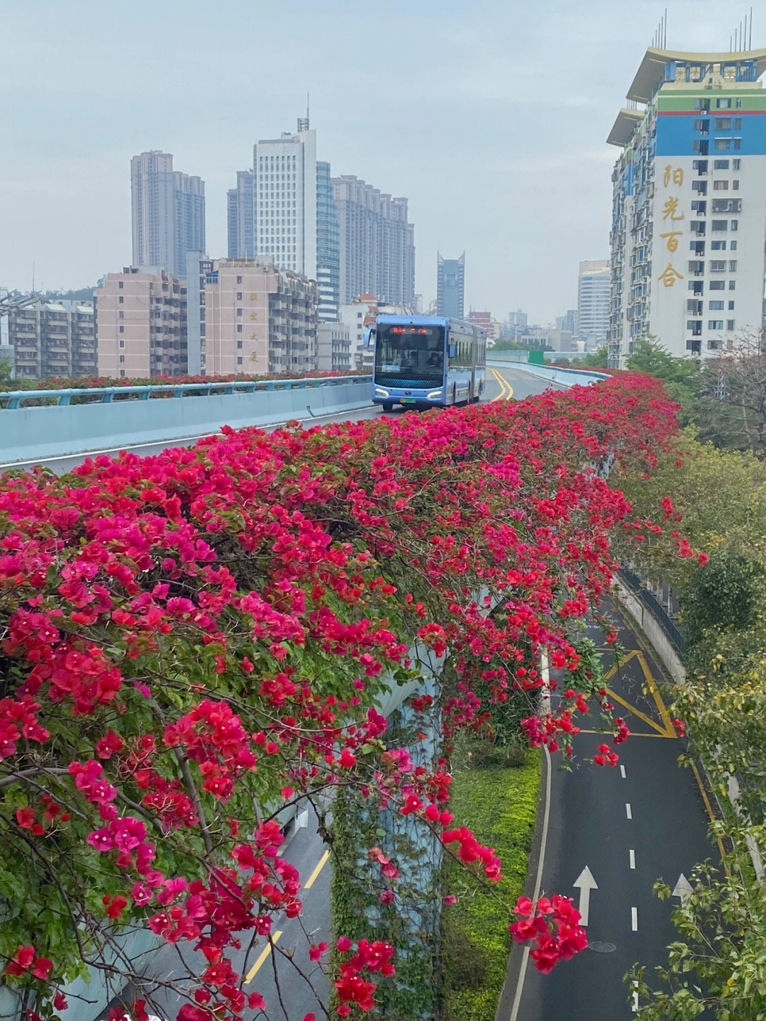 三角梅厦门市花的原因图片