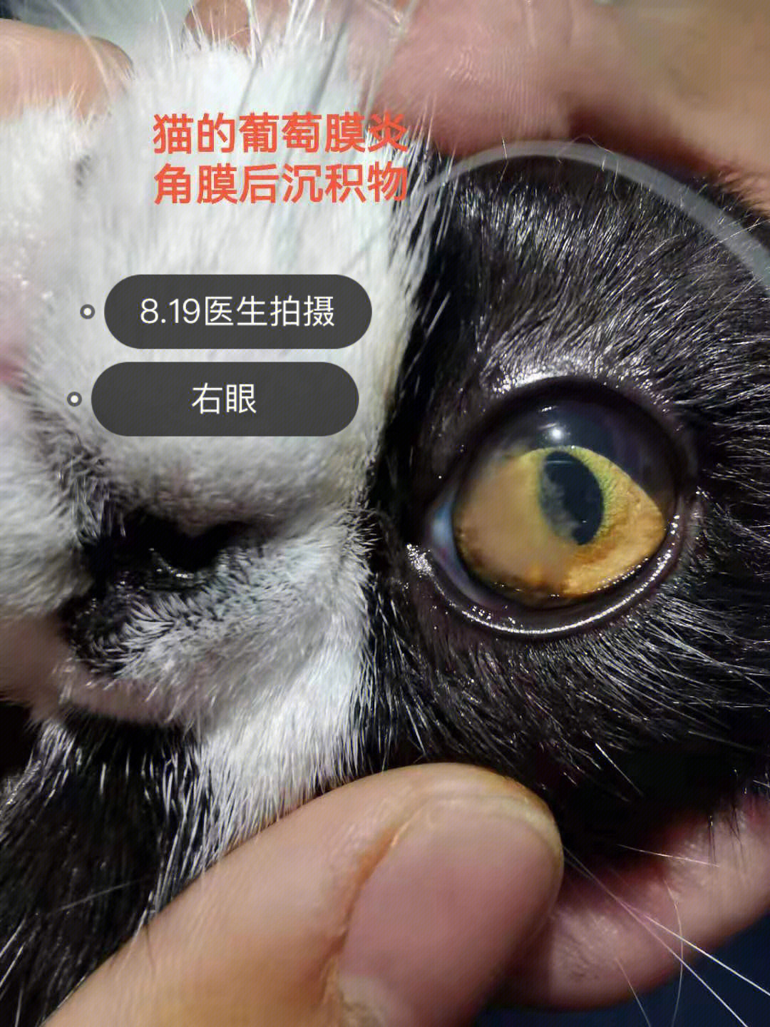 加菲猫结膜炎症状图片