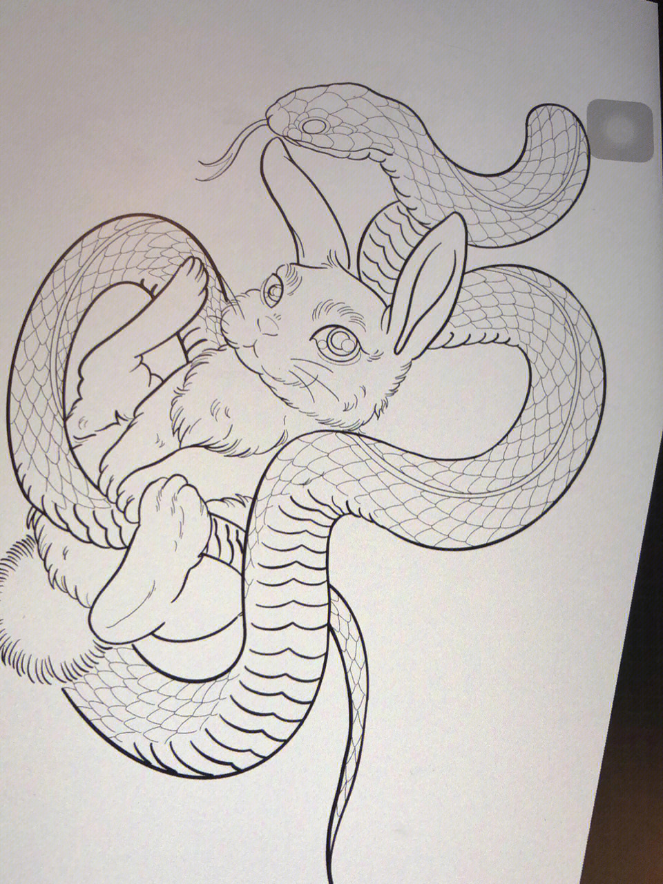 蛇盘兔素描图片