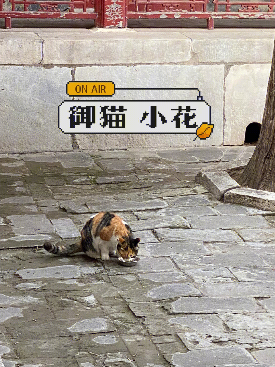 故宫御猫