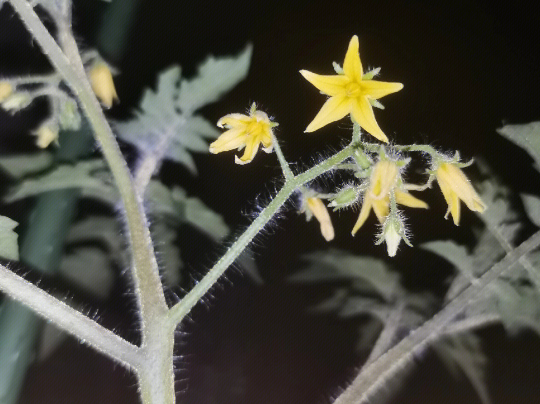 番茄花器官结构图图片