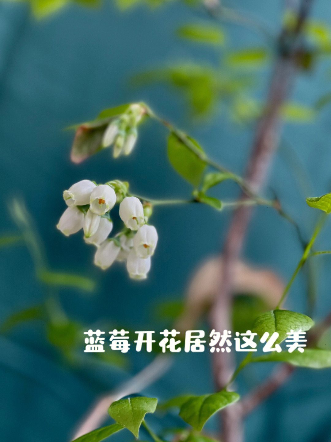 蓝莓开花居然也这么美