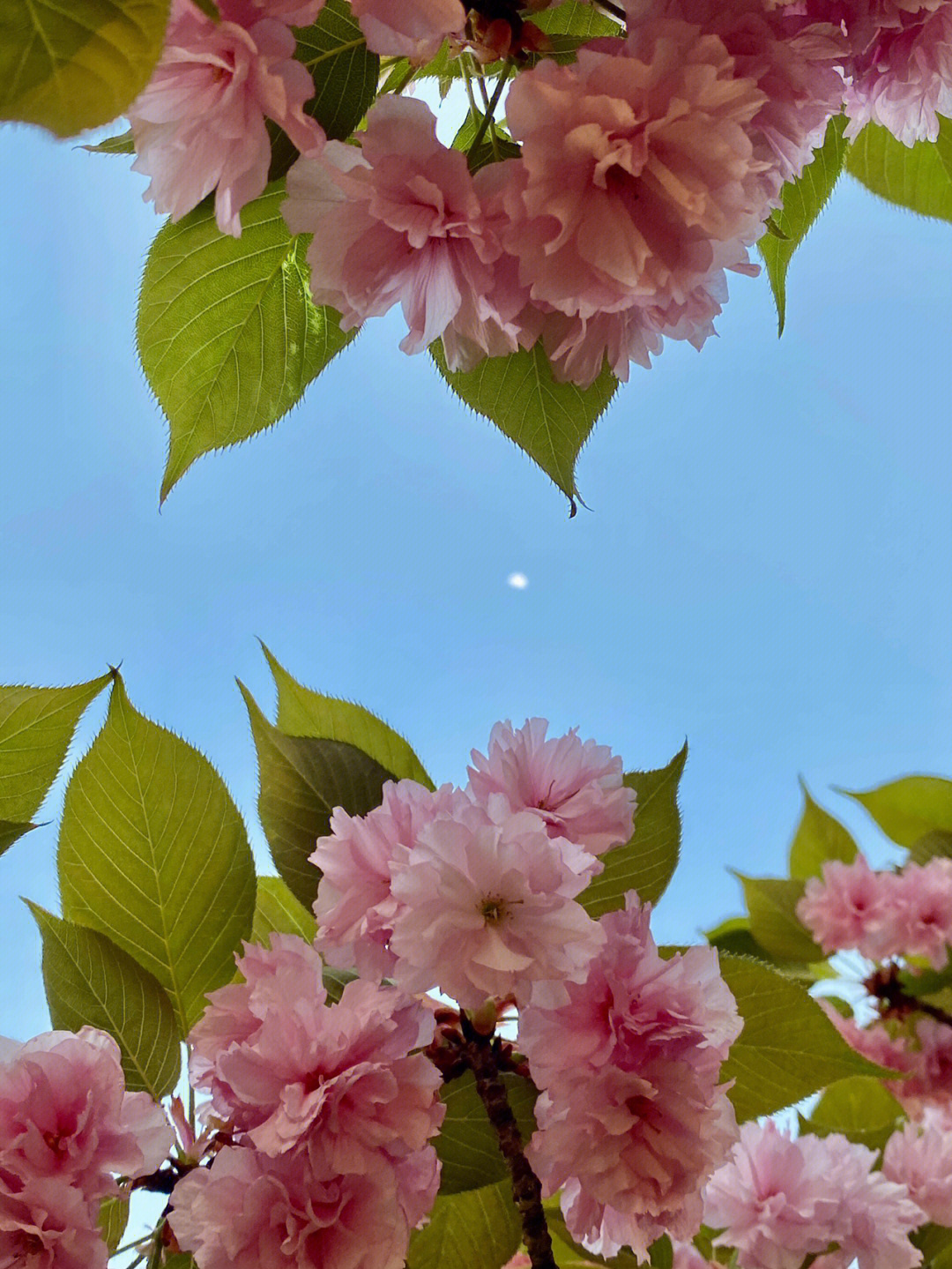 夕阳余晖下的重瓣晚樱