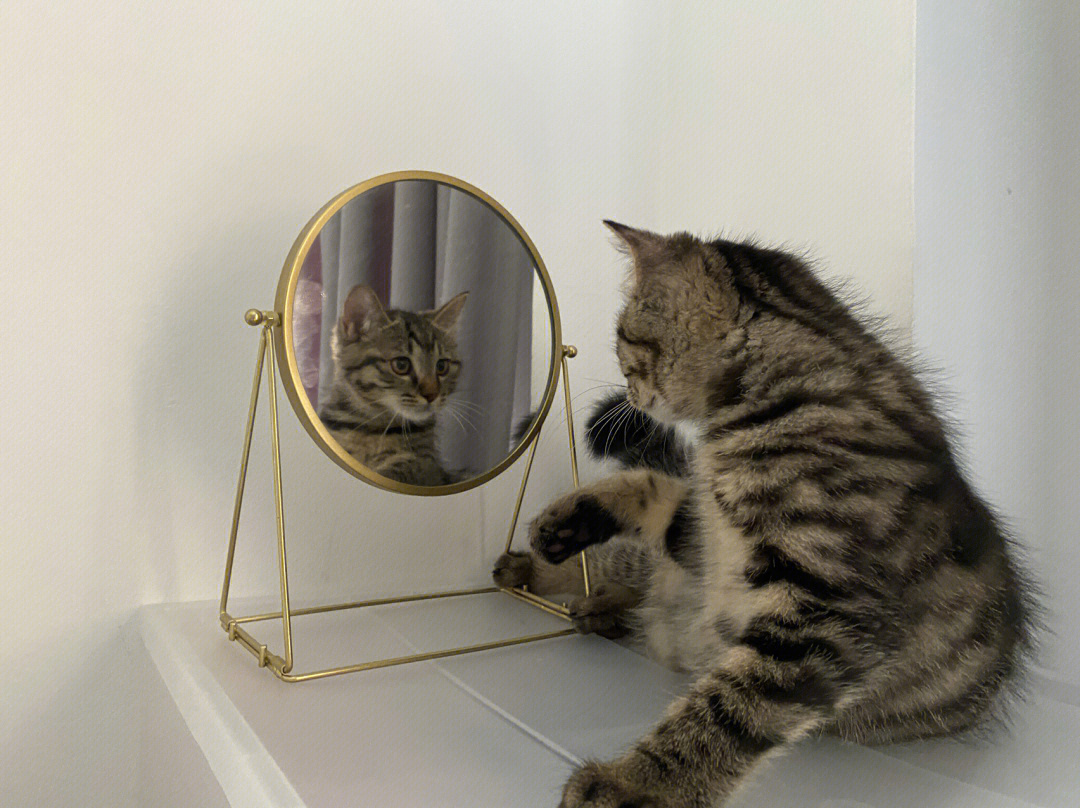 小猫照镜子教案幼儿园图片